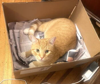 Rescue Domestic Short Hair Cats for Adoption - Travis | PetCurious