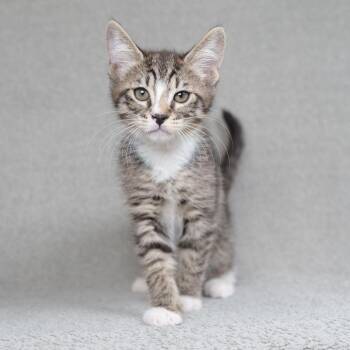 Vivaldi -  Domestic Short Hair Cat for Adoption in Sunnyvale, California - Vivaldi | PetCurious