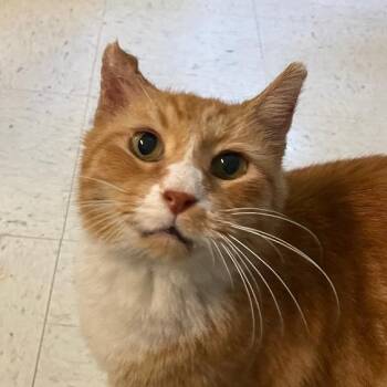 Howard -  Domestic Short Hair Cat for Adoption in Spencer, Indiana - Howard | PetCurious