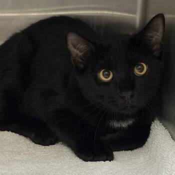 Cosmo -  Domestic Short Hair Cat for Adoption in New York, New York - Cosmo | PetCurious