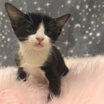 American Shorthair Cats Available for Adoption in Riverwoods, Illinois - Stingray | PetCurious