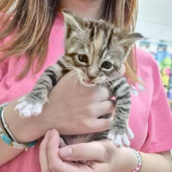 Halo -  Domestic Short Hair Cat for Adoption in Ardmore, Oklahoma - Halo | PetCurious