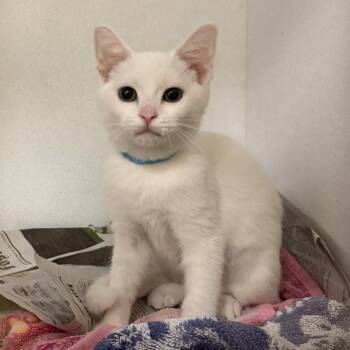 Terriyaki -  Domestic Short Hair Cat for Adoption in Dover, New Hampshire - Terriyaki | PetCurious