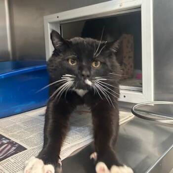Domestic Short Hair Cats Available for Adoption in Goleta, California - Tucker | PetCurious