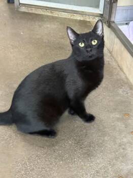 Panthero -  Domestic Short Hair Cat for Adoption in Honolulu, Hawaii - Panthero | PetCurious