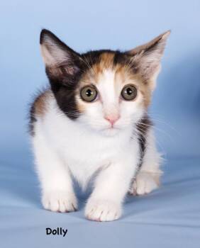 Dolly -  Domestic Long Hair Cat for Adoption in Gilbert, Arizona - Dolly | PetCurious