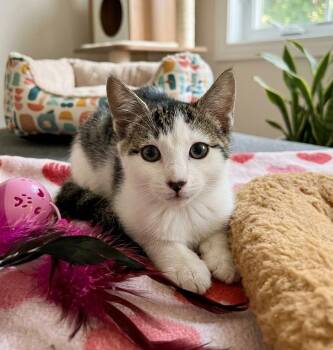 Tia 7895 -  Domestic Short Hair Cat for Adoption in Boca Raton, Florida - Tia 7895 | PetCurious