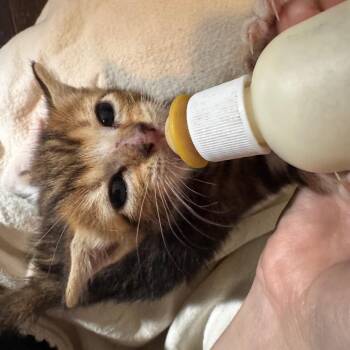 Merlin -  Domestic Short Hair Cat for Adoption in San Antonio, Texas - Merlin | PetCurious