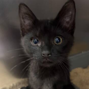 Rescue Domestic Short Hair Cats for Adoption in North Myrtle Beach, South Carolina - Stitch | PetCurious