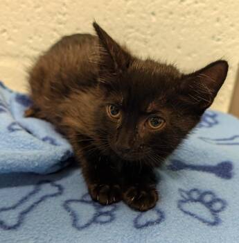 Panini -  Domestic Short Hair Cat for Adoption in Cape Coral, Florida - Panini | PetCurious