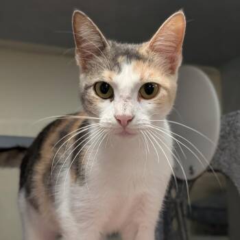 Rufina -  Domestic Short Hair Cat for Adoption in Buchanan Dam, Texas - Rufina | PetCurious