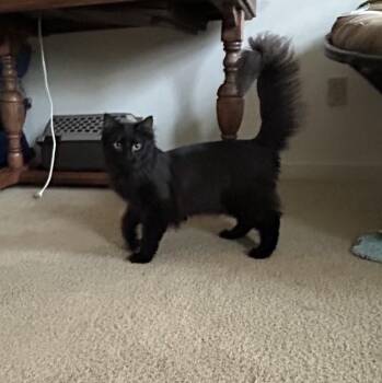 Domestic Medium Hair Cats Available for Adoption in Springdale, Arkansas - Tinsel | PetCurious