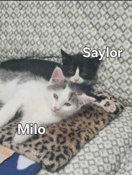 Rescue Domestic Short Hair Cats for Adoption in Pawleys Island, South Carolina - Milo & Saylor | PetCurious