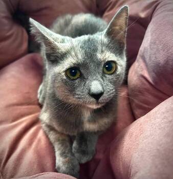 Phoebe -  Domestic Short Hair Cat for Adoption in Littlestown, Pennsylvania - Phoebe | PetCurious