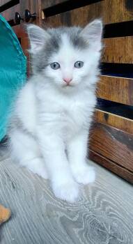 Morel -  Domestic Medium Hair Cat for Adoption in Montello, Wisconsin - Morel | PetCurious