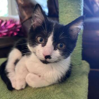 Flower -  Domestic Short Hair Cat for Adoption in Davenport, Iowa - Flower | PetCurious