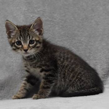 Charles (Aqua) -  Domestic Short Hair Cat for Adoption in Sunnyvale, California - Charles (Aqua) | PetCurious