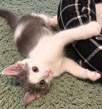 Kitten Lily -  Domestic Short Hair Cat for Adoption in Cuyahoga Falls, Ohio - Kitten Lily | PetCurious