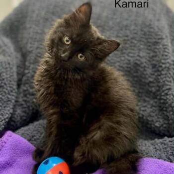 Kamari -  Domestic Long Hair Cat for Adoption in Wyandotte, Michigan - Kamari | PetCurious
