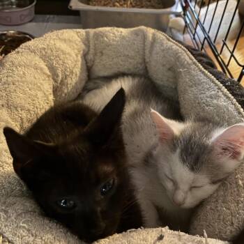 Dracula -  Domestic Short Hair Cat for Adoption in Columbus, North Carolina - Dracula | PetCurious
