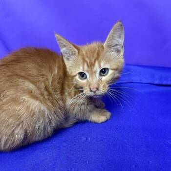 Rosalind -  Domestic Short Hair Cat Available for Adoption in North Myrtle Beach, South Carolina - Rosalind | PetCurious