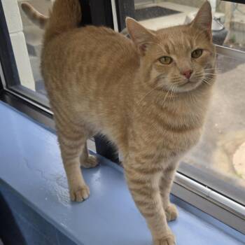Tigger -  Domestic Short Hair Cat for Adoption in Roanoke, Virginia - Tigger | PetCurious