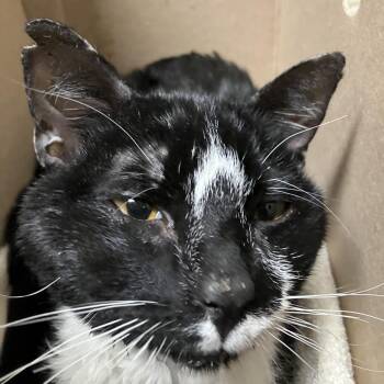 Anemoia -  Domestic Short Hair Cat for Adoption in Dekalb, Illinois - Anemoia | PetCurious