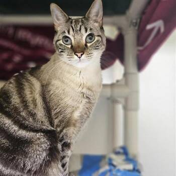 Domestic Short Hair Cats Available for Adoption - Pudding | PetCurious