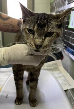 CARRIE -  Domestic Short Hair Cat for Adoption in Pensacola, Florida - CARRIE | PetCurious