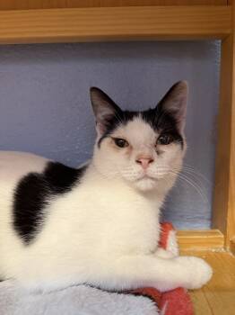 Rescue Domestic Short Hair Cats for Adoption in West Mifflin, Pennsylvania - Harlem | PetCurious