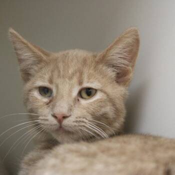 Auburn -  Domestic Short Hair Cat for Adoption in Champaign, Illinois - Auburn | PetCurious