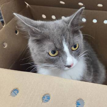 Little Girl -  Domestic Medium Hair Cat for Adoption in Chattanooga, Tennessee - Little Girl | PetCurious