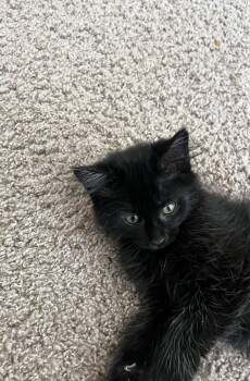 Layla -  Domestic Long Hair Cat for Adoption in Wyandotte, Michigan - Layla | PetCurious