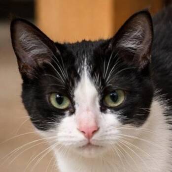 Domestic Short Hair Cats Available for Adoption - Penini | PetCurious