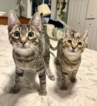 Pancake & Waffle -  Domestic Short Hair Cat for Adoption in Royal Oak, Michigan - Pancake & Waffle | PetCurious