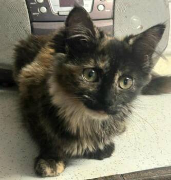 Saga -  Tortoiseshell Cat for Adoption in Syracuse, New York - Saga | PetCurious