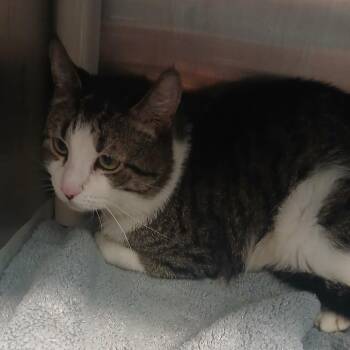 Domestic Short Hair Cats Available for Adoption in Philadelphia, Pennsylvania - Mootie | PetCurious