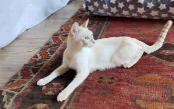 Rescue Siamese Cats for Adoption in The Woodlands, Texas - Clementine | PetCurious