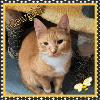 Domestic Short Hair Cats Available for Adoption in Grovetown, Georgia - Cowgirl | PetCurious