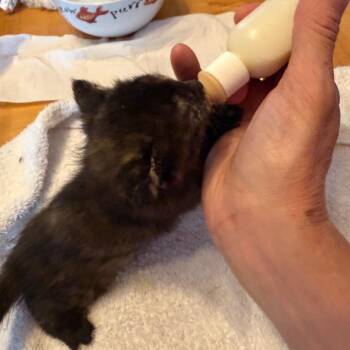 Jordache (suitcase JD Kitten 3) -  Domestic Short Hair Cat for Adoption in Westport, Connecticut - Jordache (suitcase JD Kitten 3) | PetCurious