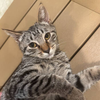 Rescue Domestic Short Hair Cats for Adoption in Brea, California - Nyla | PetCurious