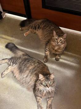 Rescue Domestic Short Hair Cats for Adoption in Poinciana, Florida - Freya | PetCurious