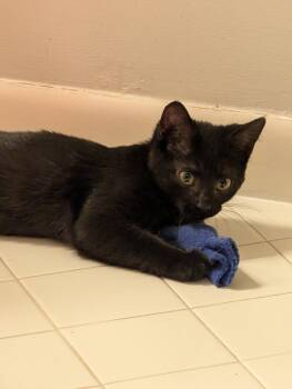 Faithe -  Domestic Short Hair Cat for Adoption in Cincinnati, Ohio - Faithe | PetCurious