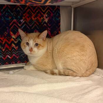 Felix -  Domestic Short Hair Cat for Adoption in Council Bluffs, Iowa - Felix | PetCurious