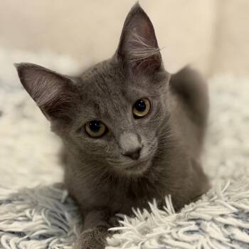 Hitch -  Domestic Medium Hair Cat for Adoption in Roswell, Georgia - Hitch | PetCurious