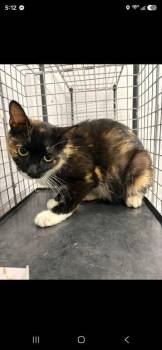 Stormfly -  Domestic Short Hair Cat for Adoption in Sevierville, Tennessee - Stormfly | PetCurious