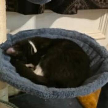 Domestic Short Hair Cats Available for Adoption - Luna | PetCurious