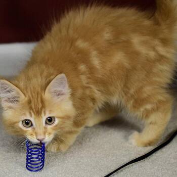 Big Cheddar -  Domestic Medium Hair Cat for Adoption in Springfield, Missouri - Big Cheddar | PetCurious