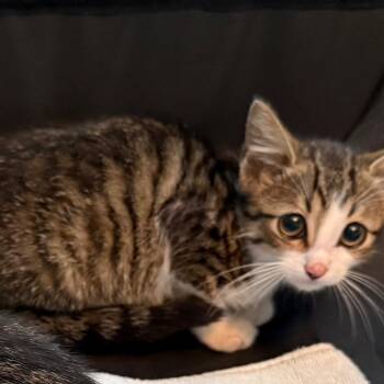 Jack -  Domestic Short Hair Cat for Adoption in Franklin, Tennessee - Jack | PetCurious