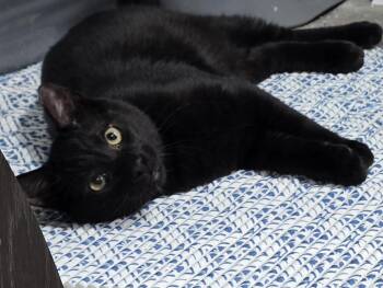 Jinx (Bonded to Wednesday) -  Domestic Short Hair Cat for Adoption in Arlington, Washington - Jinx (Bonded To Wednesday) | PetCurious